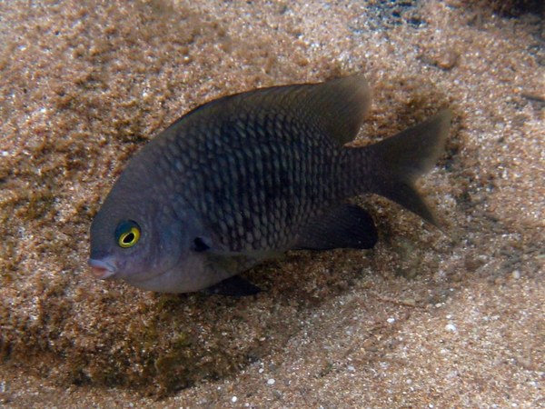 Damselfish - Pacific Gregory