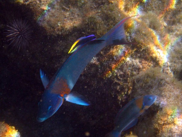 Wrasse - Saddle Wrasse