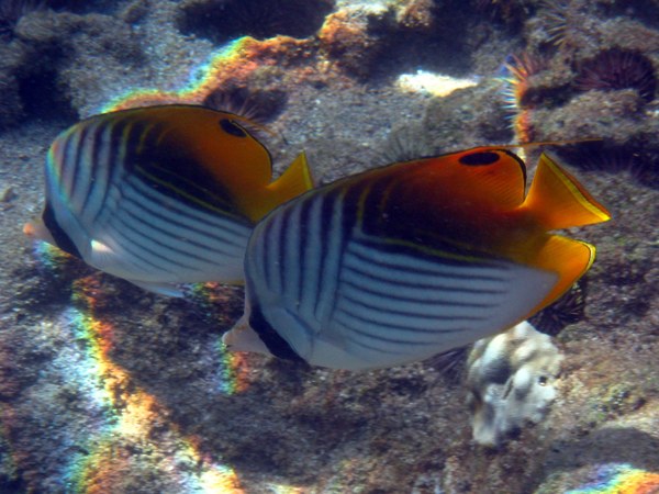 Butterflyfish - Threadfin Butterflyfish