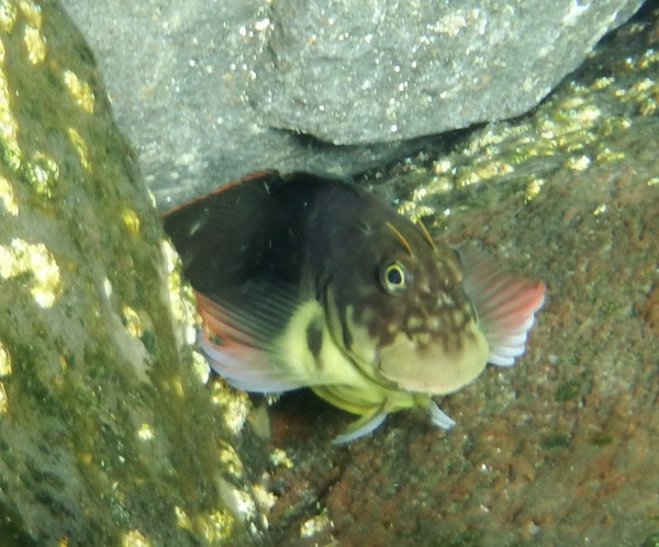 Blennies - Redlip Blenny