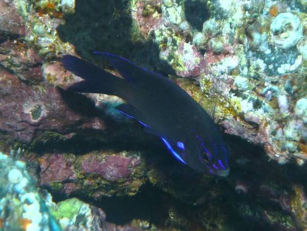 Damselfish - Bluefin Damselfish