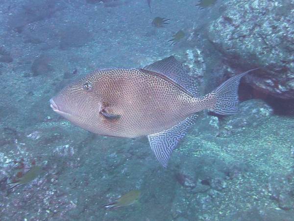 Triggerfish - Gray Triggerfish