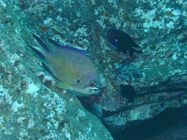 Damselfish - Atlantic Damselfish