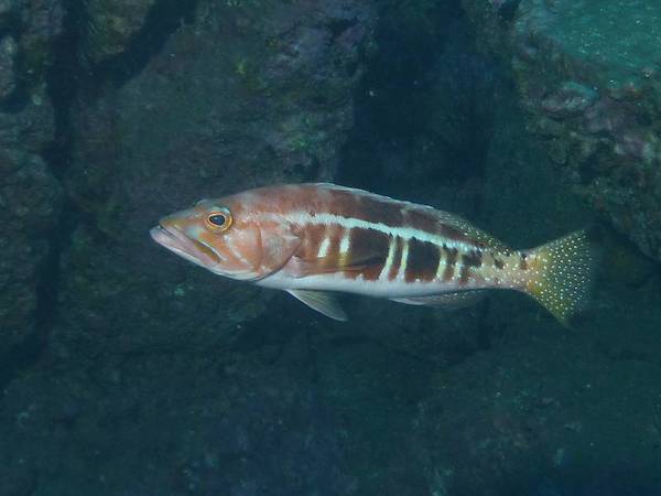 Comber - Black Tailed Comber