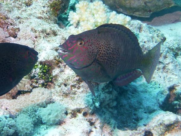 Parrotfish - Dotted Parrotfish