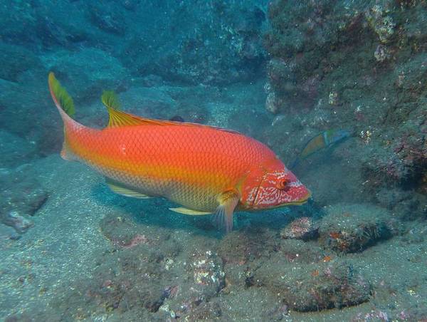 Labridae - Barred hogfish