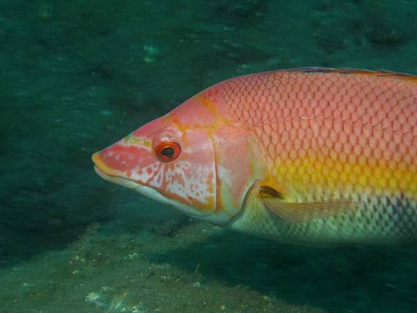 Labridae - Barred hogfish