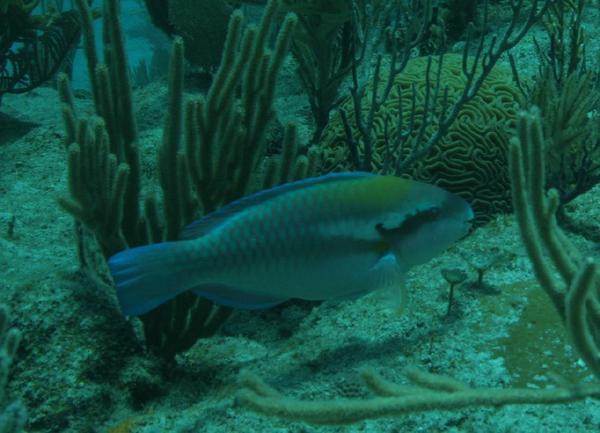 Striped Parrotfish - Scarus iserti