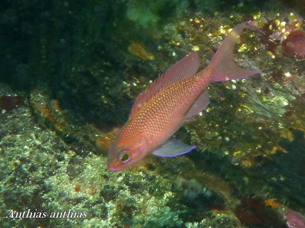 Mediterranean Fish Species Chart