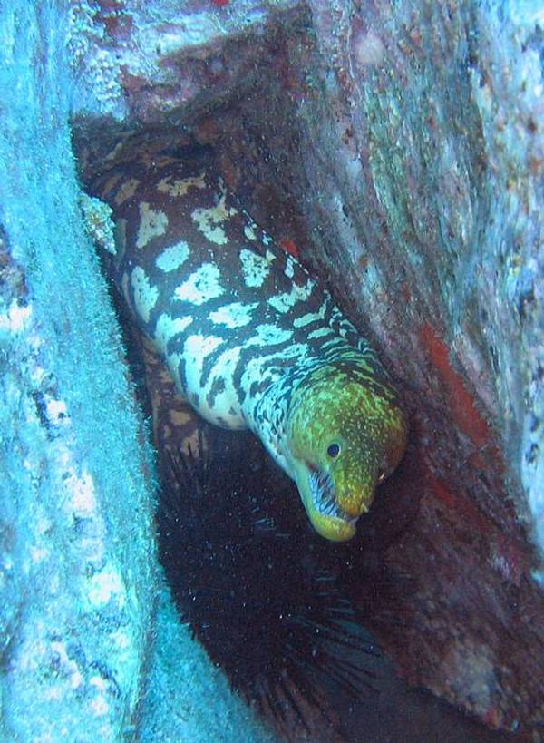 Moray - Fangtooth moray