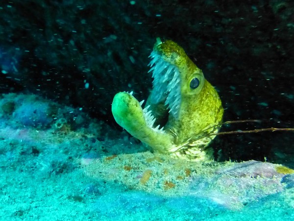 Moray - Fangtooth moray