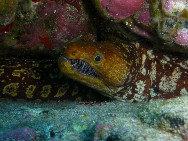 Moray - Fangtooth moray