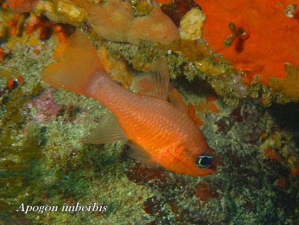 Cardinalfish - Mediterranean Cardinalfish