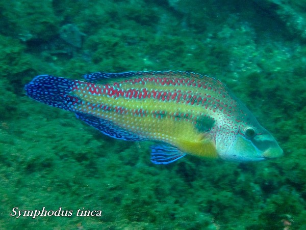 Wrasse - Peacock Wrasse