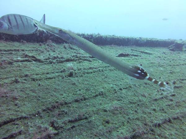 Trumpetfish - Atlantic cornetfish