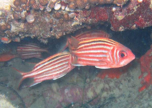 Squirrelfish - Redcoat