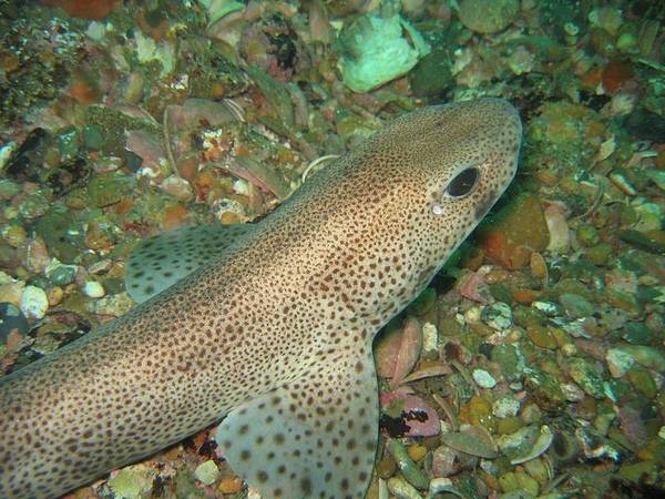 Sharks - Small-spotted catshark Sharks - Small-spotted catshark