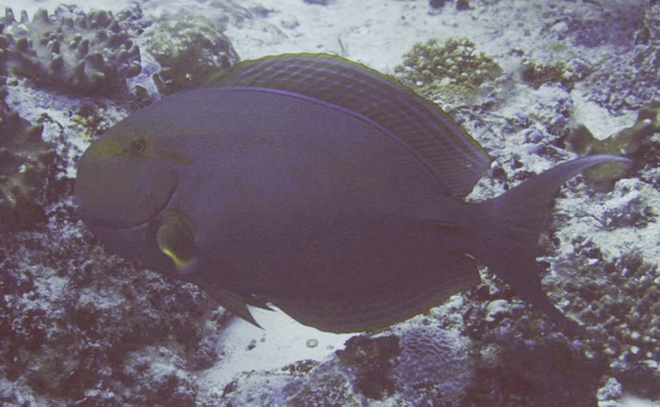 Surgeonfish - Yellowfin Surgeonfish