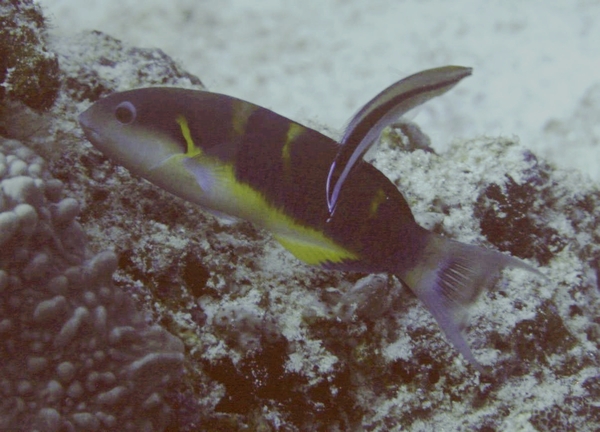 Wrasse - Jansen's Wrasse