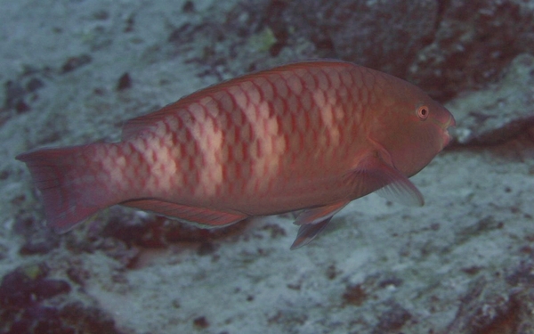 Parrotfish - Indian Parrotfish