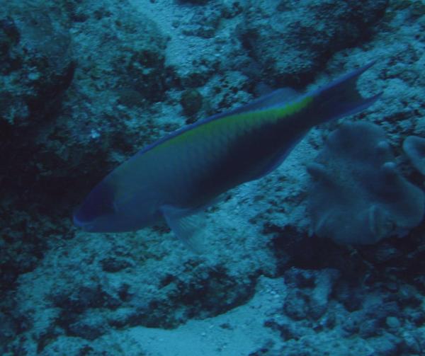 Parrotfish - Common Parrotfish