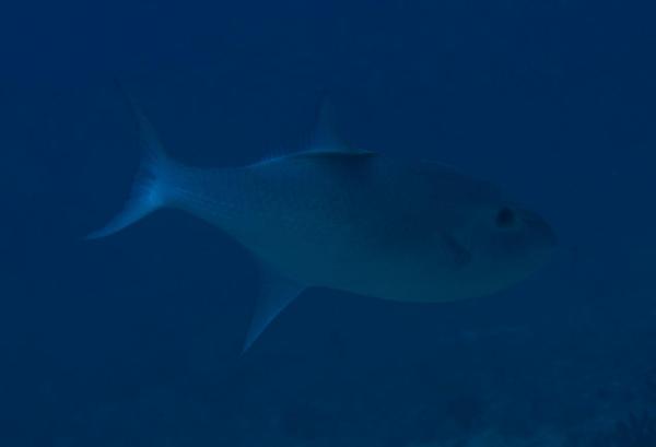 Triggerfish - Oceanic Triggerfish