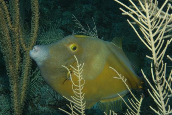 Filefish - Whitespotted Filefish