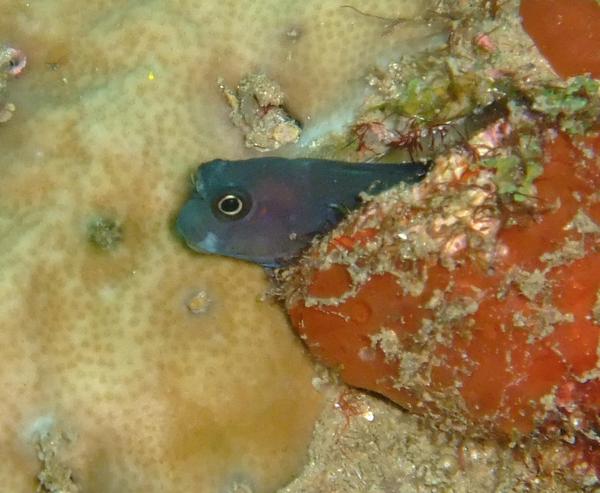 Blennies - Bicolor Combtooth Blenny