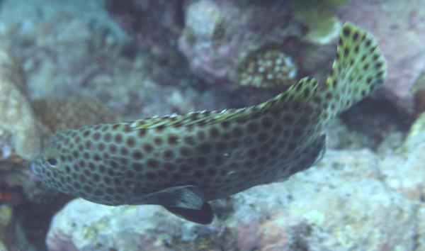 Groupers - Snubnose Grouper