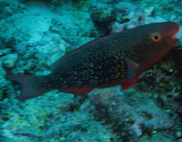 Parrotfish - Ember Parrotfish