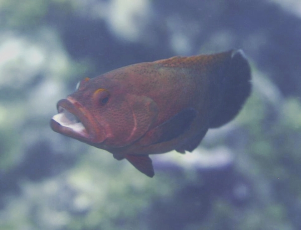 Groupers - Tomato Hind