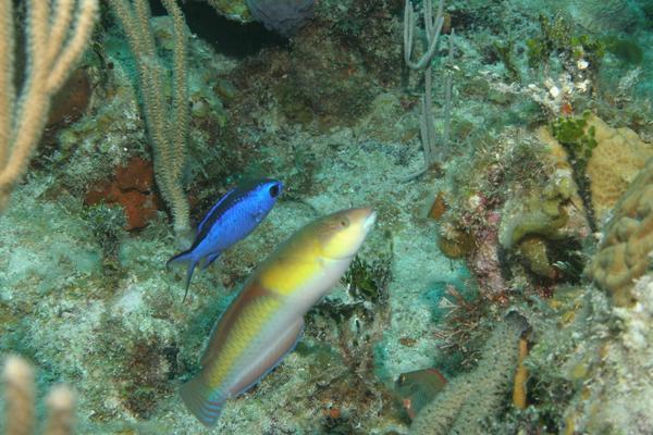 Wrasse - Yellowhead Wrasse