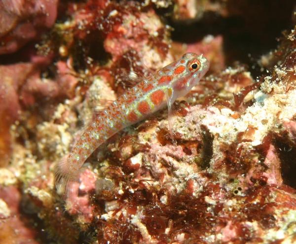 Gobies - Spotted Dwarfgoby