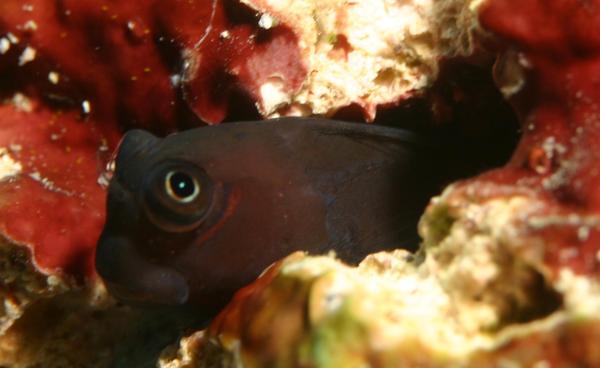 Blennies - Bicolor Combtooth Blenny