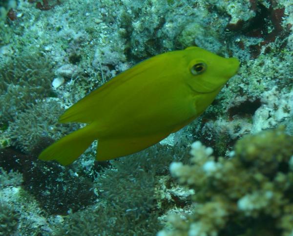 Surgeonfish - Indian Gold-ring Bristletooth