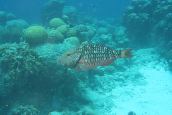 Parrotfish - Stoplight Parrotfish