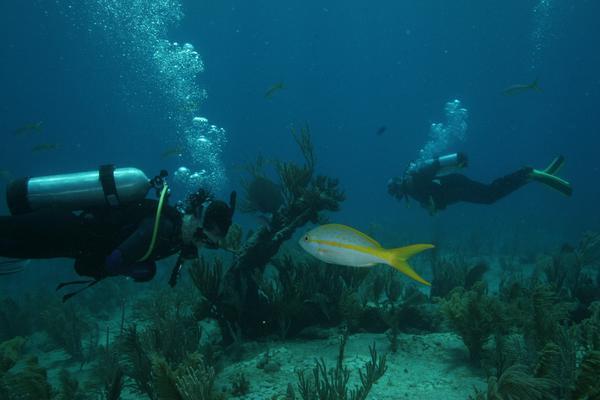 Snappers - Yellowtail Snapper