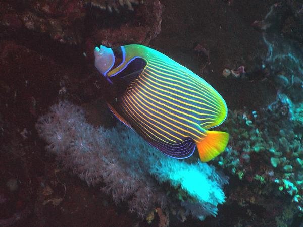 Angelfish - Emperor Angelfish