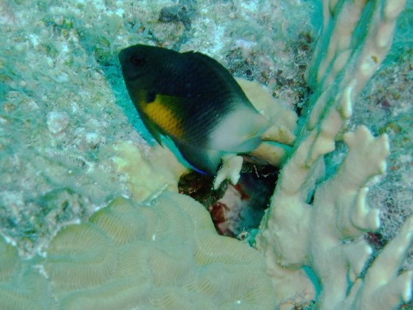 Damselfish - Bicolor Damselfish