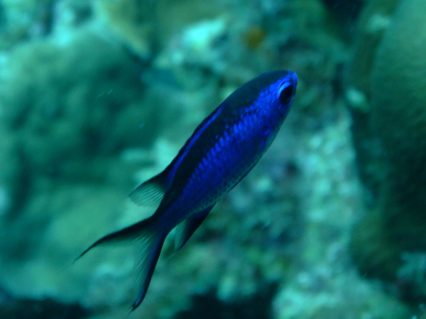 Damselfish - Blue Chromis