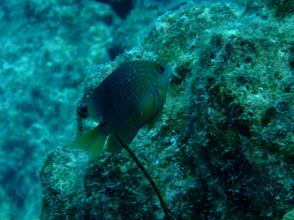 Damselfish - Threespot Damselfish