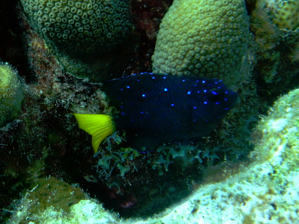 Damselfish - Yellowtail Damselfish