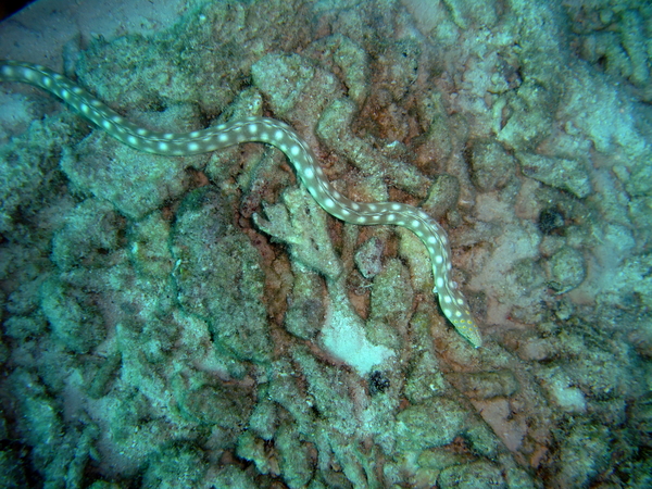 Moray - Sharptail Eel Moray - Sharptail Eel