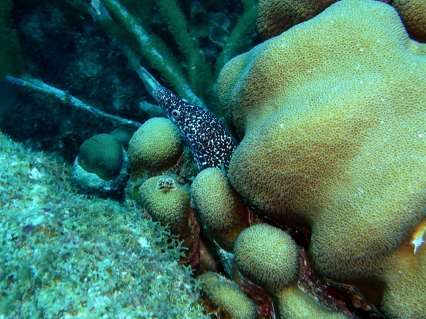 Moray - Spotted Moray