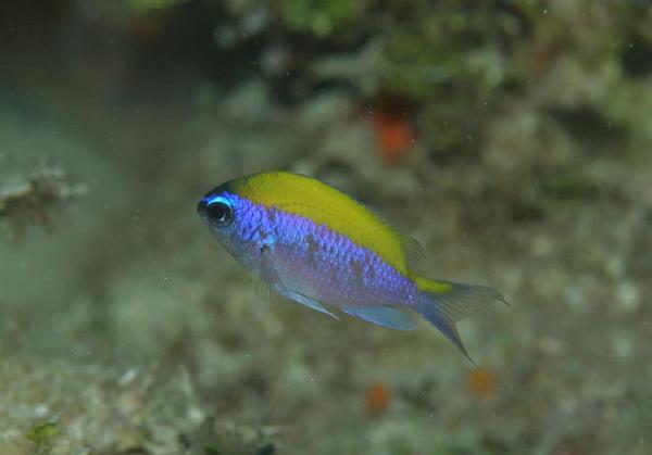 Damselfish - Sunshinefish