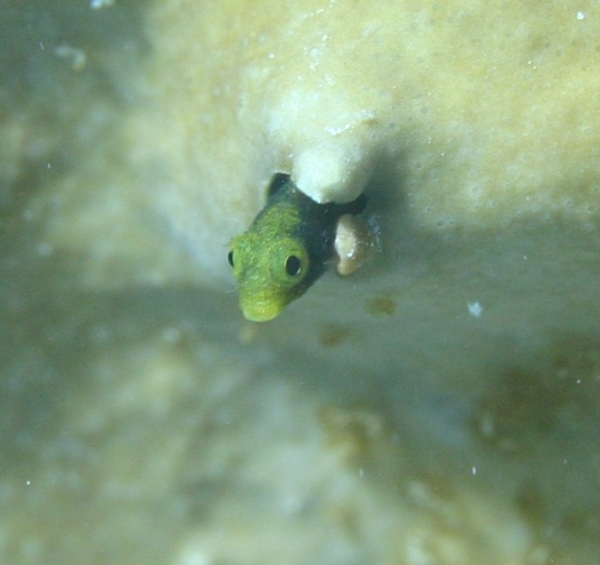 Blennies - Secretary Blenny