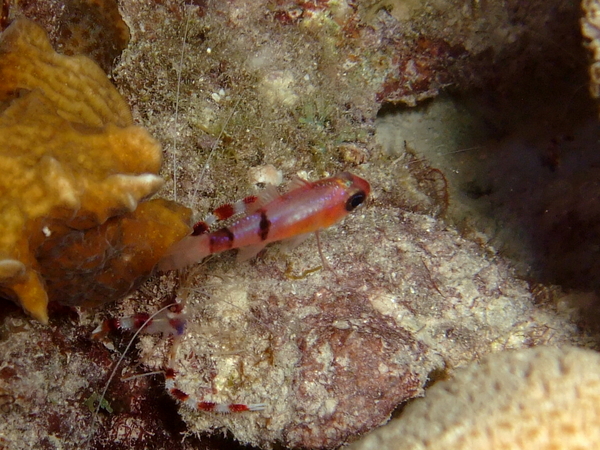 Cardinalfish - Belted Cardinalfish