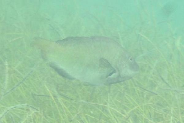 Parrotfish - Bucktooth Parrotfish Parrotfish - Bucktooth Parrotfish