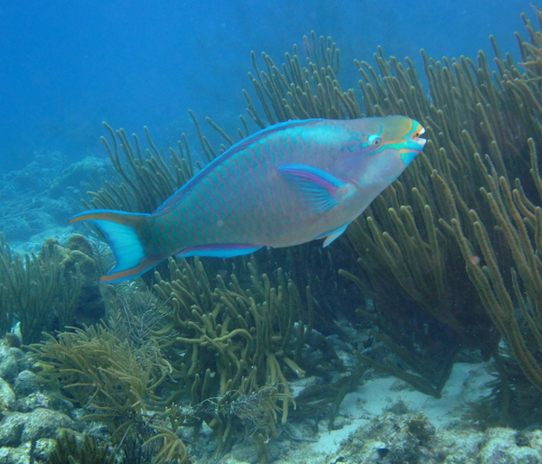 Parrotfish - Queen Parrotfish