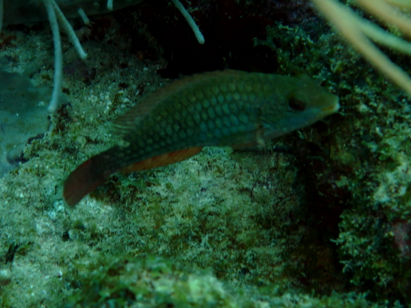 Parrotfish - Redband Parrotfish